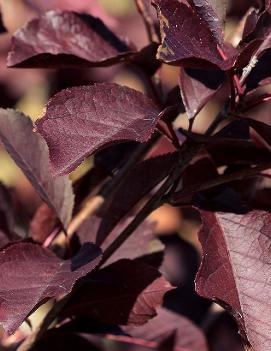 Prunus virginiana 'Canada Red'