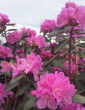 Rhododendron 'P.J.M. Elite'