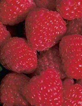 Raspberry 'Latham'