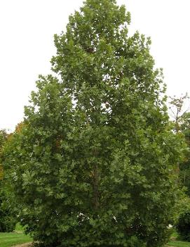 Platanus x acerifolia Exclamation!™ ('Morton Circle')