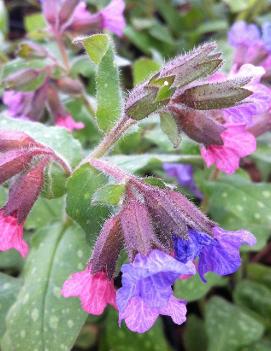 Pulmonaria saccharata 'Mrs. Moon'