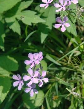 Phlox pilosa