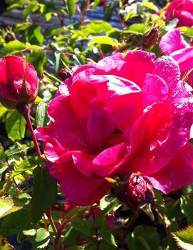 Rosa 'Morden Ruby' (COPF)