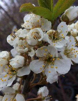 Plum 'Pipestone'