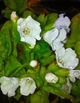 Pulmonaria officinalis 'Sissinghurst White'