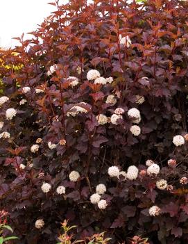 Physocarpus opulifolius Diabolo® ('Monlo') (PP11211, CPBR2892, COPF)