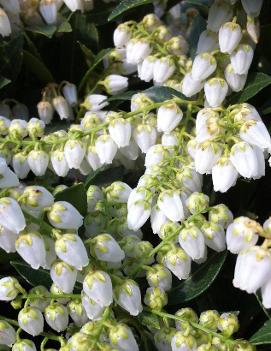 Pieris japonica 'Cavatine'