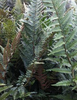 Polystichum tsus-simense