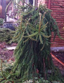 Picea abies 'Pendula'