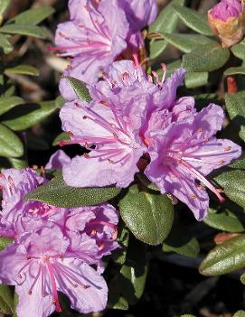 Rhododendron 'Ramapo'