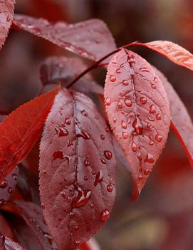 Prunus cerasifera 'Thundercloud'