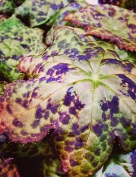 Podophyllum x 'Spotty Dotty' (PP17361, COPF)