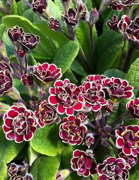 Primula x 'Elizabeth Killelay'