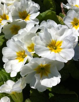 Primula polyantha White Flame ('Pacific Giant Mix')