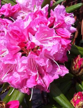 Rhododendron 'Peppermint Twist'