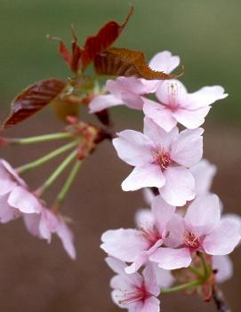 Prunus sargentii