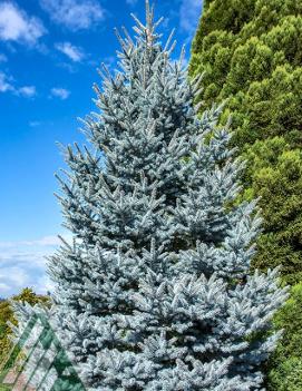 Picea pungens 'Bonny Blue'