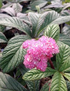 Rodgersia pinnata 'Chocolate Wing'