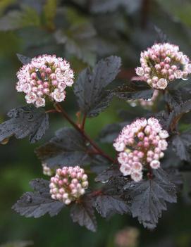 Physocarpus opulifolius Summer Wine® ('Seward') (PP14821, CPBR2641)