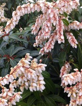 Pieris japonica 'Scarlet O'Hara'