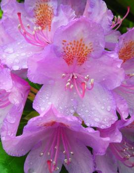 Rhododendron catawbiense 'Grandiflorum'