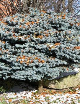 Picea pungens 'Glauca Globosa'