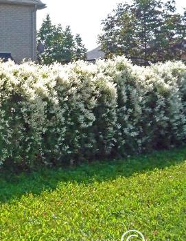 Polygonum aubertii