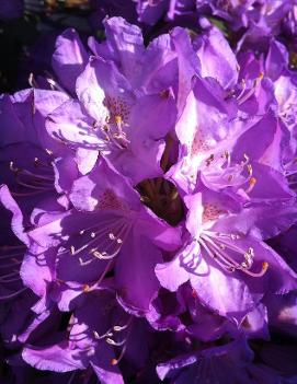 Rhododendron 'Purpureum Elegans'