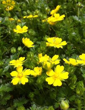 Potentilla verna nana