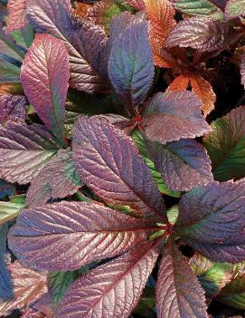 Rodgersia x 'Bronze Peacock' (PP24780)