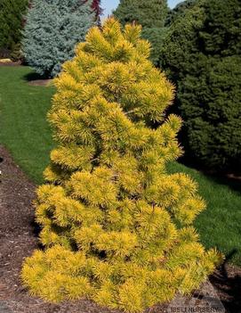 Pinus contorta var. latifolia 'Chief Joseph'