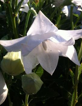 Platycodon grandiflorus 'Hakone White'