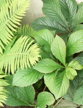 Rodgersia pinnata