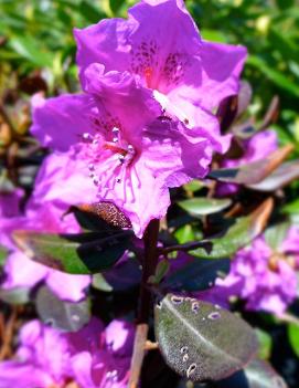 Rhododendron 'Thunder'