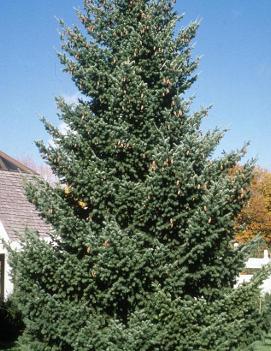 Pseudotsuga menziesii var. glauca