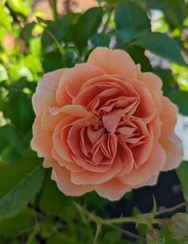 Rosa At Last® ('HORCOGJIL') (USPP 27,541, Can 5,631)