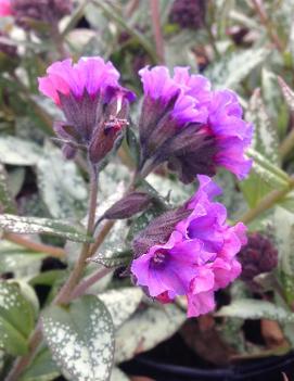 Pulmonaria x 'Silver Bouquet' (PP20059)