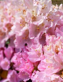 Rhododendron 'Kalinka'