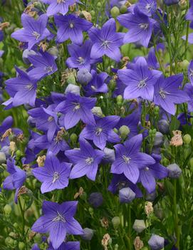 Platycodon grandiflorus 'Fuji Blue'