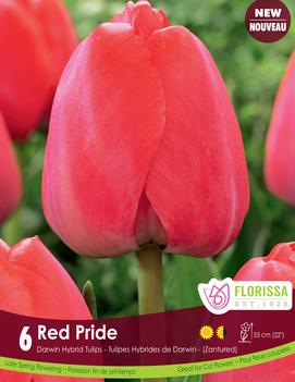 Tulip 'Red Pride'