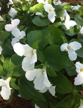 Trillium grandiflorum