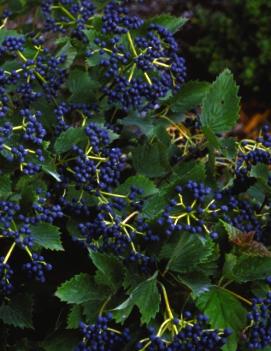 Viburnum dentatum Blue Muffin® ('Christom')