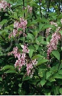 Syringa yunnanensis 'Rosea'