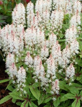 Tiarella x 'Spring Symphony' (PP12397, COPF)