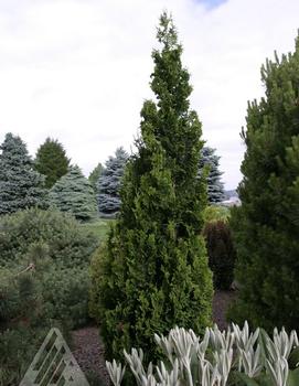 Thuja occidentalis 'Zmatlik'