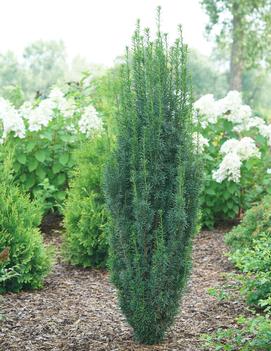 Taxus x media Stonehenge Skinny® ('SMNTHDPF') (USPP 32,306, Can PBRAF)