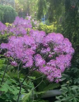 Thalictrum x 'Black Stockings'