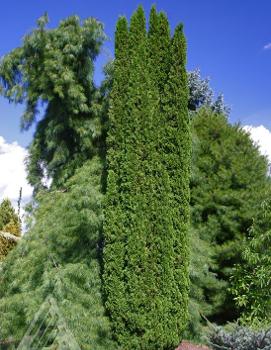 Thuja occidentalis 'Degroot's Spire'