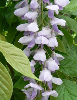 Wisteria sinensis 'Blue Sapphire'