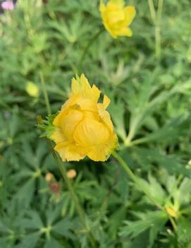 Trollius chinensis 'Lemon Queen'